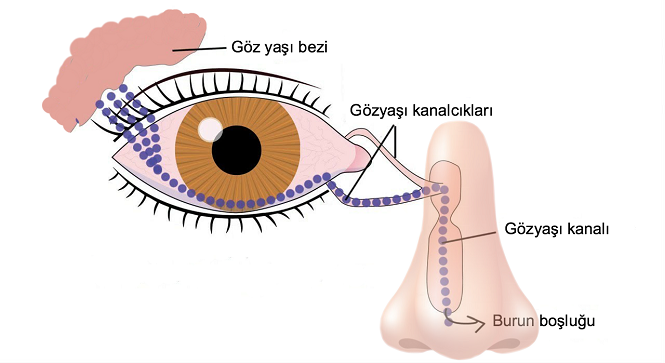 Goz Yasi Kanali Tikanikligi Prof Dr Sule Ziylan